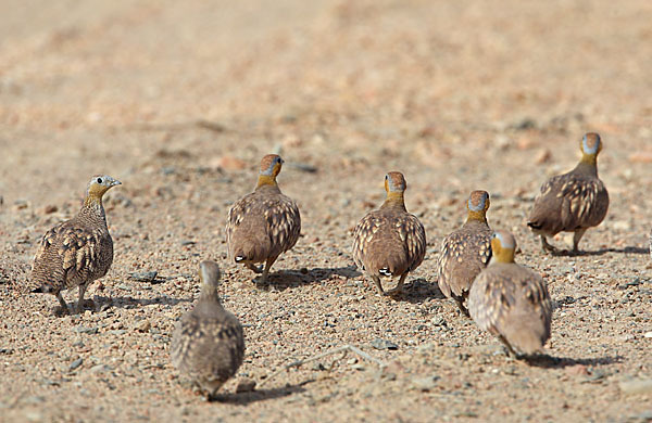 Kronenflughuhn (Pterocles coronatus)