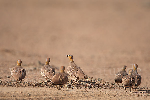 Kronenflughuhn (Pterocles coronatus)