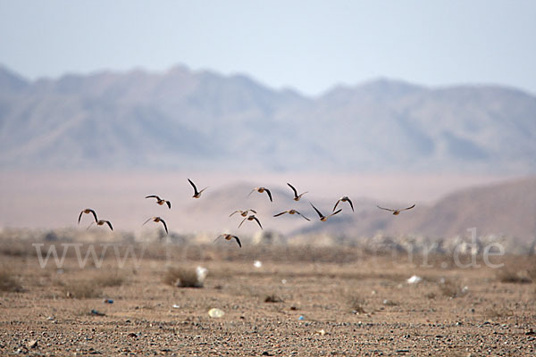 Kronenflughuhn (Pterocles coronatus)