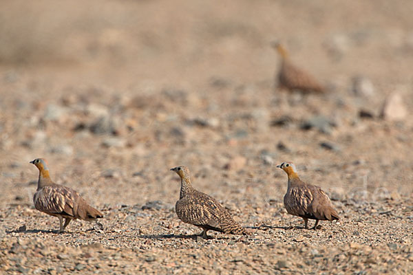 Kronenflughuhn (Pterocles coronatus)