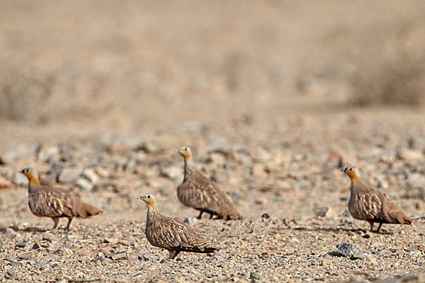 Kronenflughuhn (Pterocles coronatus)