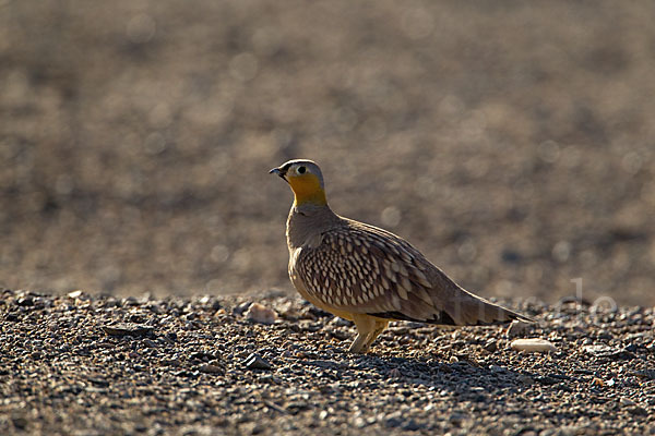 Kronenflughuhn (Pterocles coronatus)