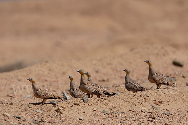 Kronenflughuhn (Pterocles coronatus)