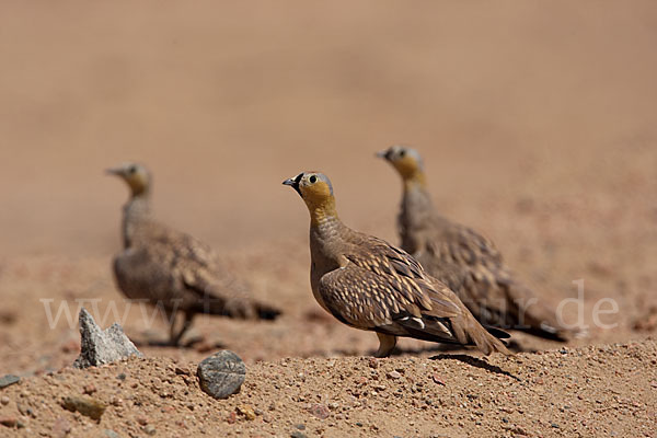 Kronenflughuhn (Pterocles coronatus)