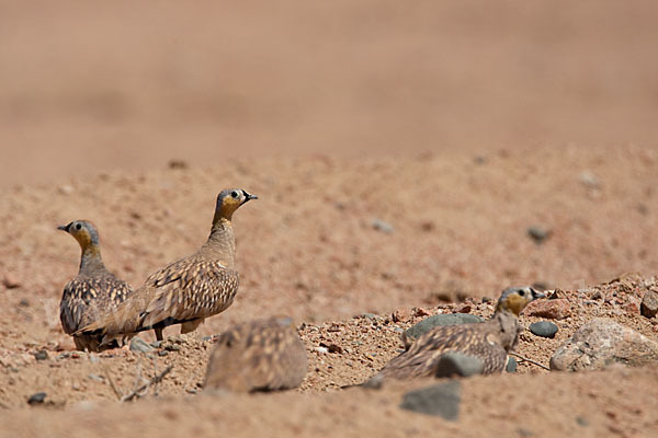 Kronenflughuhn (Pterocles coronatus)