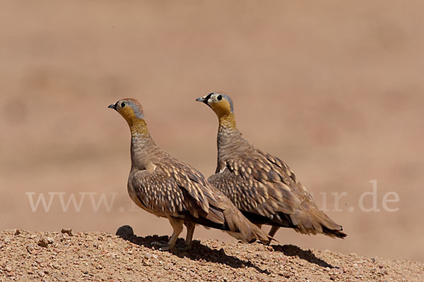 Kronenflughuhn (Pterocles coronatus)