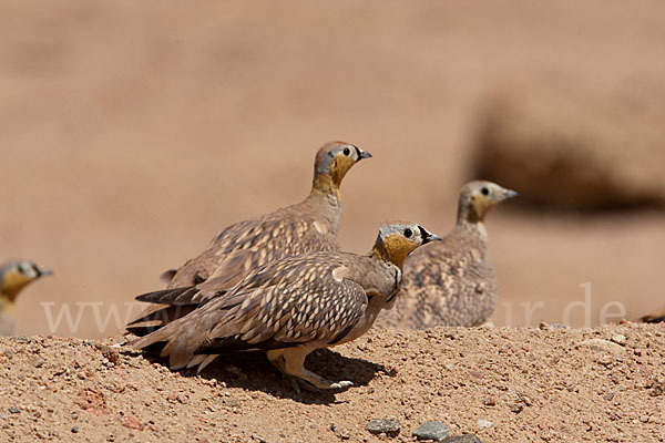 Kronenflughuhn (Pterocles coronatus)