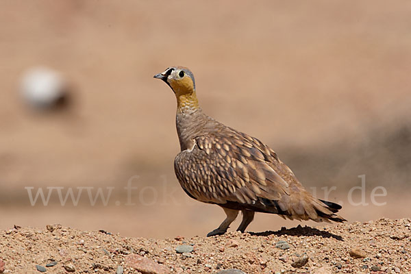 Kronenflughuhn (Pterocles coronatus)