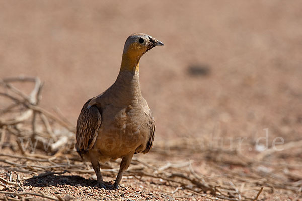 Kronenflughuhn (Pterocles coronatus)