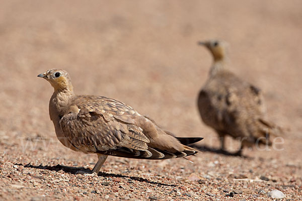 Kronenflughuhn (Pterocles coronatus)