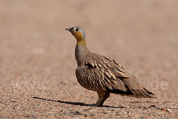 Kronenflughuhn (Pterocles coronatus)