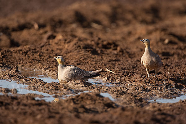 Kronenflughuhn (Pterocles coronatus)