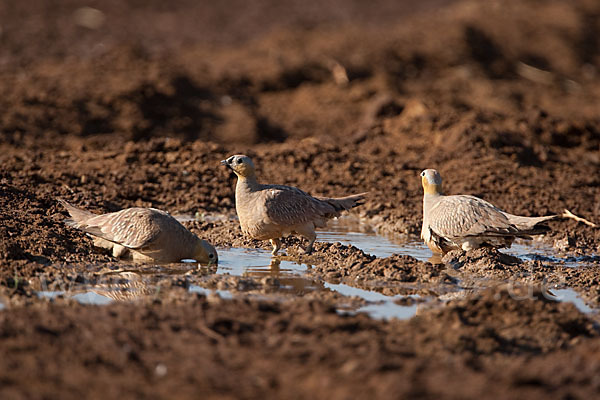 Kronenflughuhn (Pterocles coronatus)