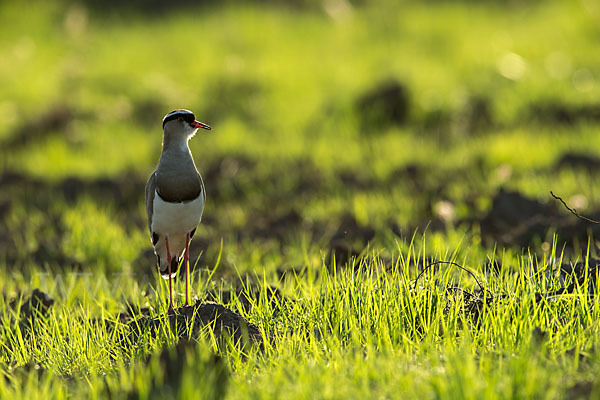 Kronenkiebitz (Vanellus coronatus)