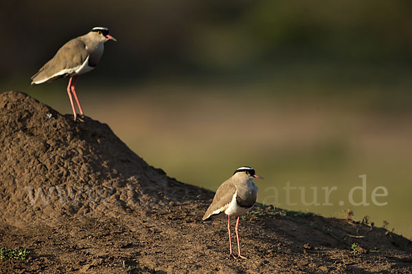 Kronenkiebitz (Vanellus coronatus)