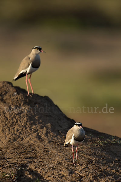 Kronenkiebitz (Vanellus coronatus)