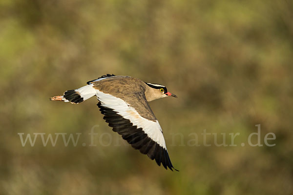 Kronenkiebitz (Vanellus coronatus)