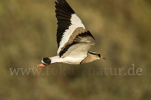 Kronenkiebitz (Vanellus coronatus)