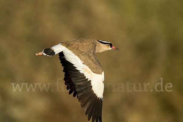 Kronenkiebitz (Vanellus coronatus)