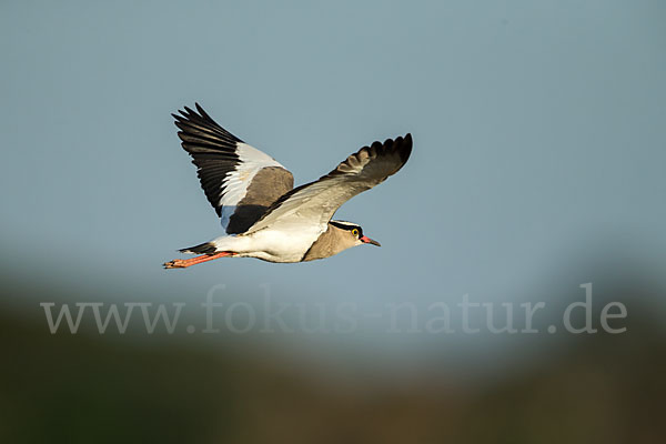 Kronenkiebitz (Vanellus coronatus)