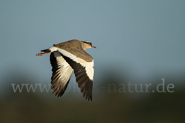 Kronenkiebitz (Vanellus coronatus)