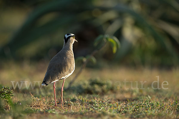 Kronenkiebitz (Vanellus coronatus)