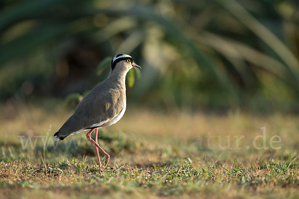 Kronenkiebitz (Vanellus coronatus)