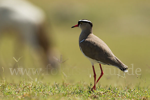 Kronenkiebitz (Vanellus coronatus)