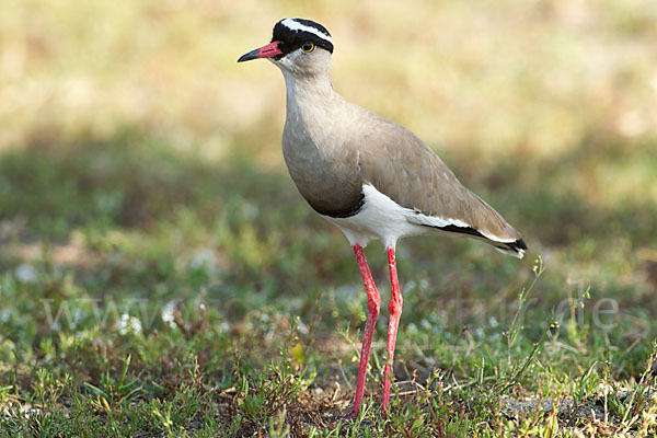 Kronenkiebitz (Vanellus coronatus)