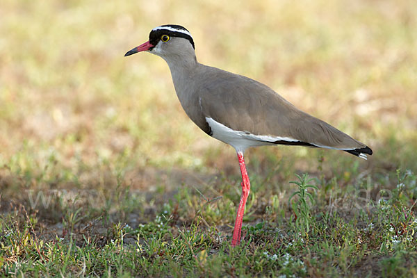 Kronenkiebitz (Vanellus coronatus)