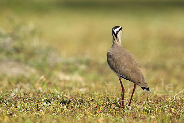 Kronenkiebitz (Vanellus coronatus)