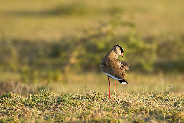 Kronenkiebitz (Vanellus coronatus)