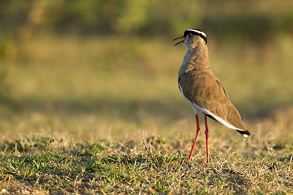 Kronenkiebitz (Vanellus coronatus)