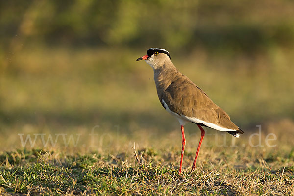 Kronenkiebitz (Vanellus coronatus)