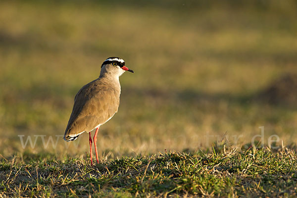 Kronenkiebitz (Vanellus coronatus)