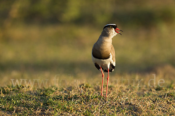 Kronenkiebitz (Vanellus coronatus)