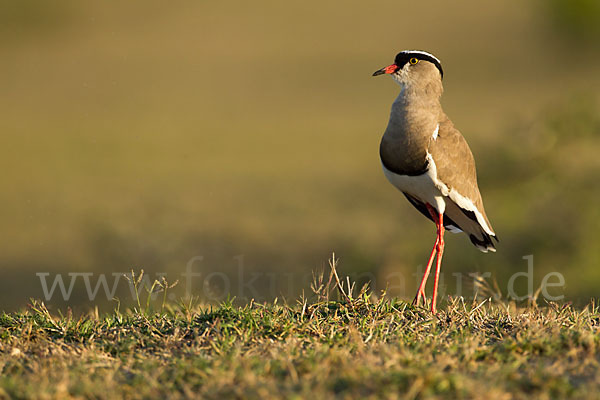 Kronenkiebitz (Vanellus coronatus)