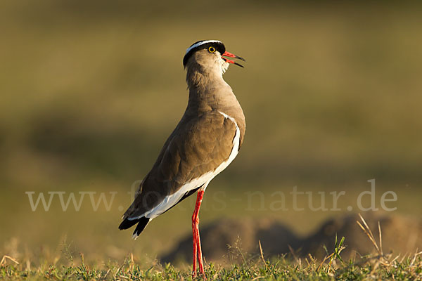 Kronenkiebitz (Vanellus coronatus)