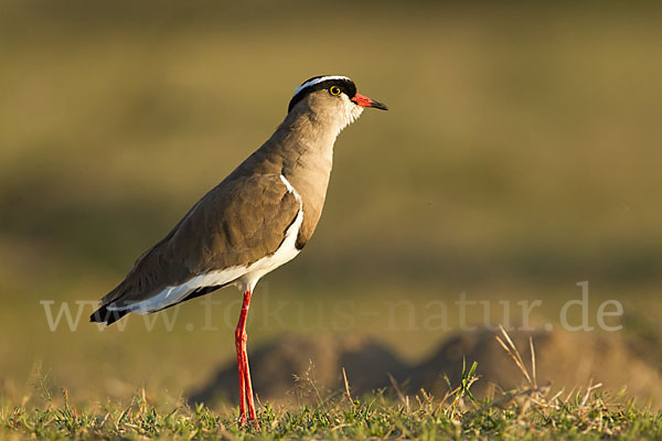 Kronenkiebitz (Vanellus coronatus)