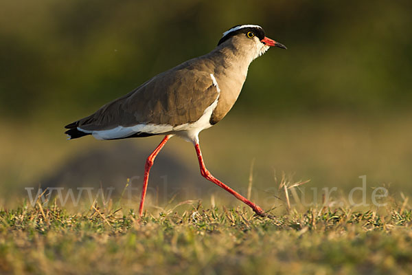 Kronenkiebitz (Vanellus coronatus)