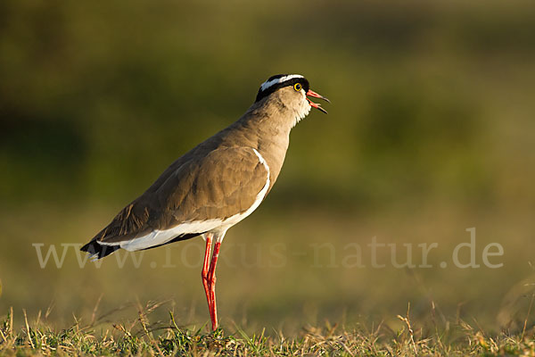 Kronenkiebitz (Vanellus coronatus)