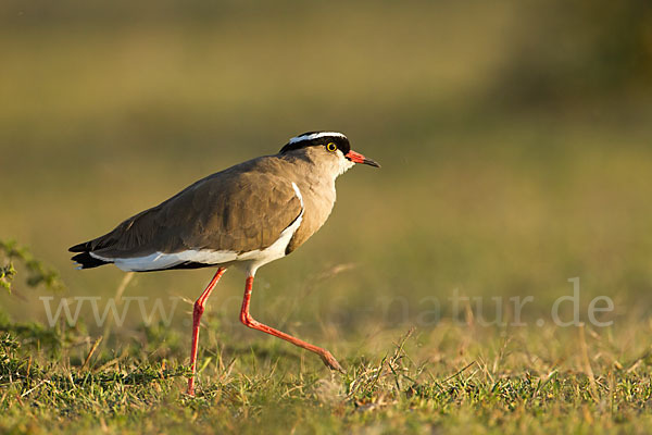 Kronenkiebitz (Vanellus coronatus)