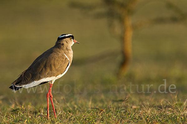 Kronenkiebitz (Vanellus coronatus)