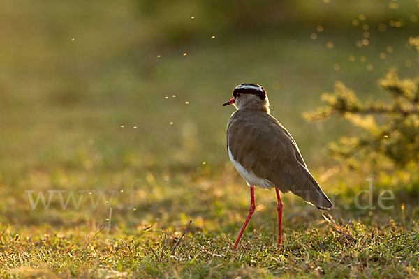 Kronenkiebitz (Vanellus coronatus)