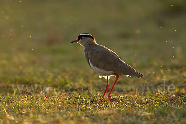 Kronenkiebitz (Vanellus coronatus)