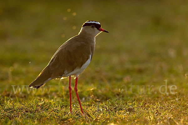 Kronenkiebitz (Vanellus coronatus)