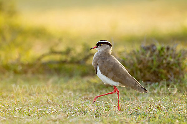 Kronenkiebitz (Vanellus coronatus)