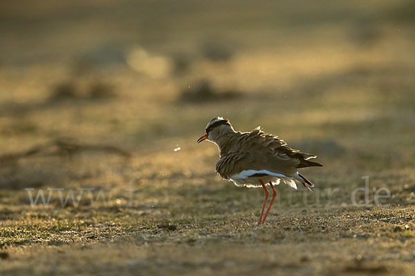 Kronenkiebitz (Vanellus coronatus)