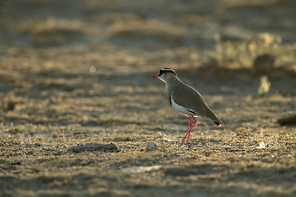 Kronenkiebitz (Vanellus coronatus)