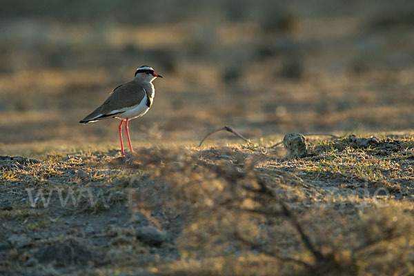 Kronenkiebitz (Vanellus coronatus)